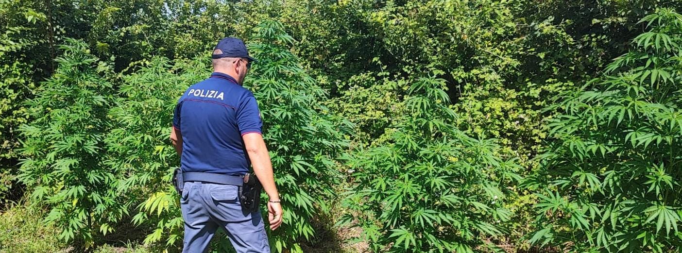 POLIZIA_MARIJUANA.jpg