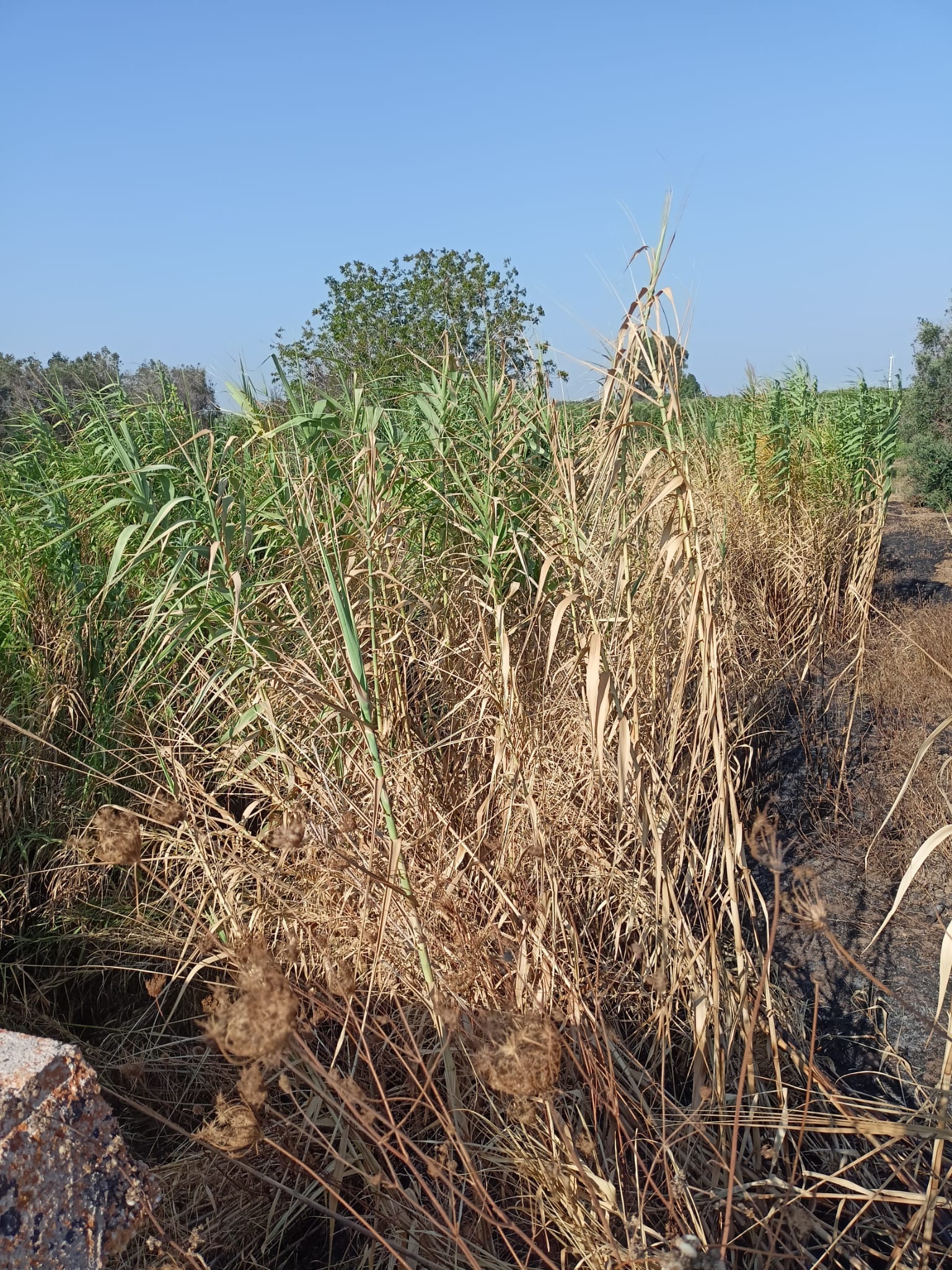 canale_pieno_di_vegetazione_agosto_2023_1.jpg