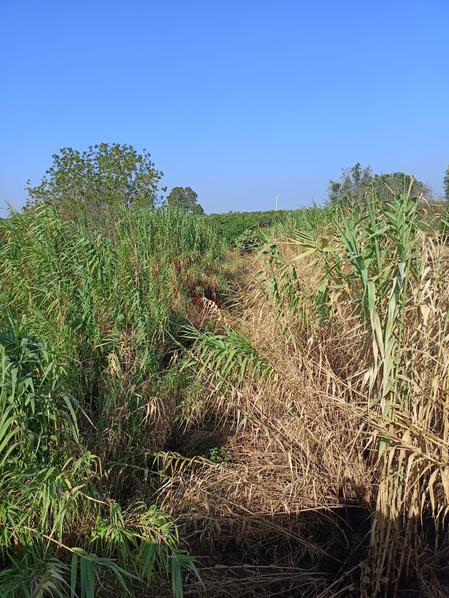 canale_pieno_di_vegetazione_agosto_2023_2.jpg