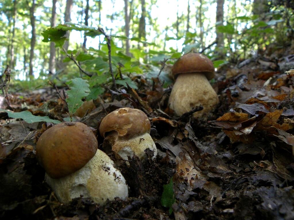 funghi_porcini_1.jpg