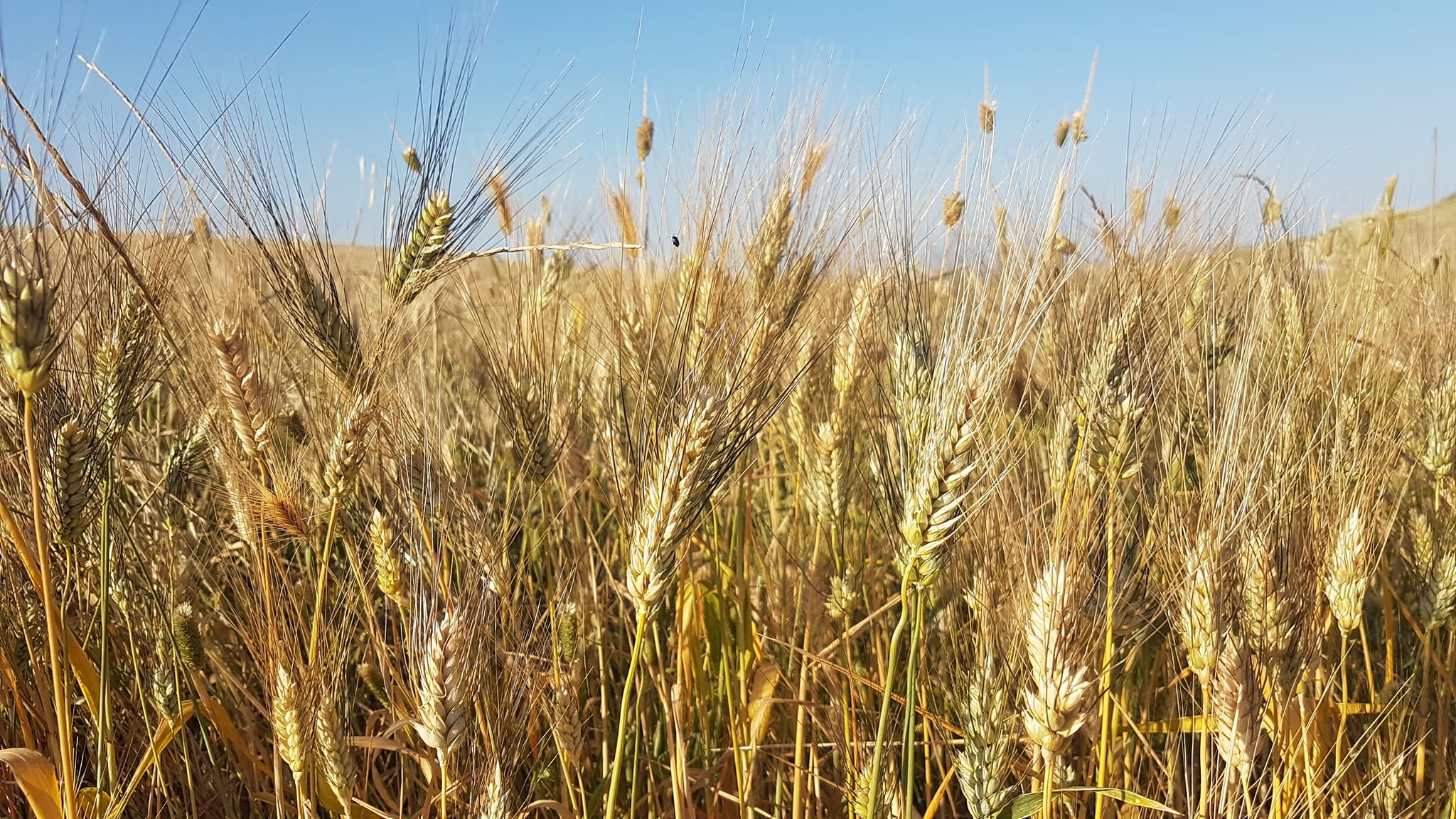 grano_Iperdurum_la_visita_nei_campi_sperimentali_1.jpg