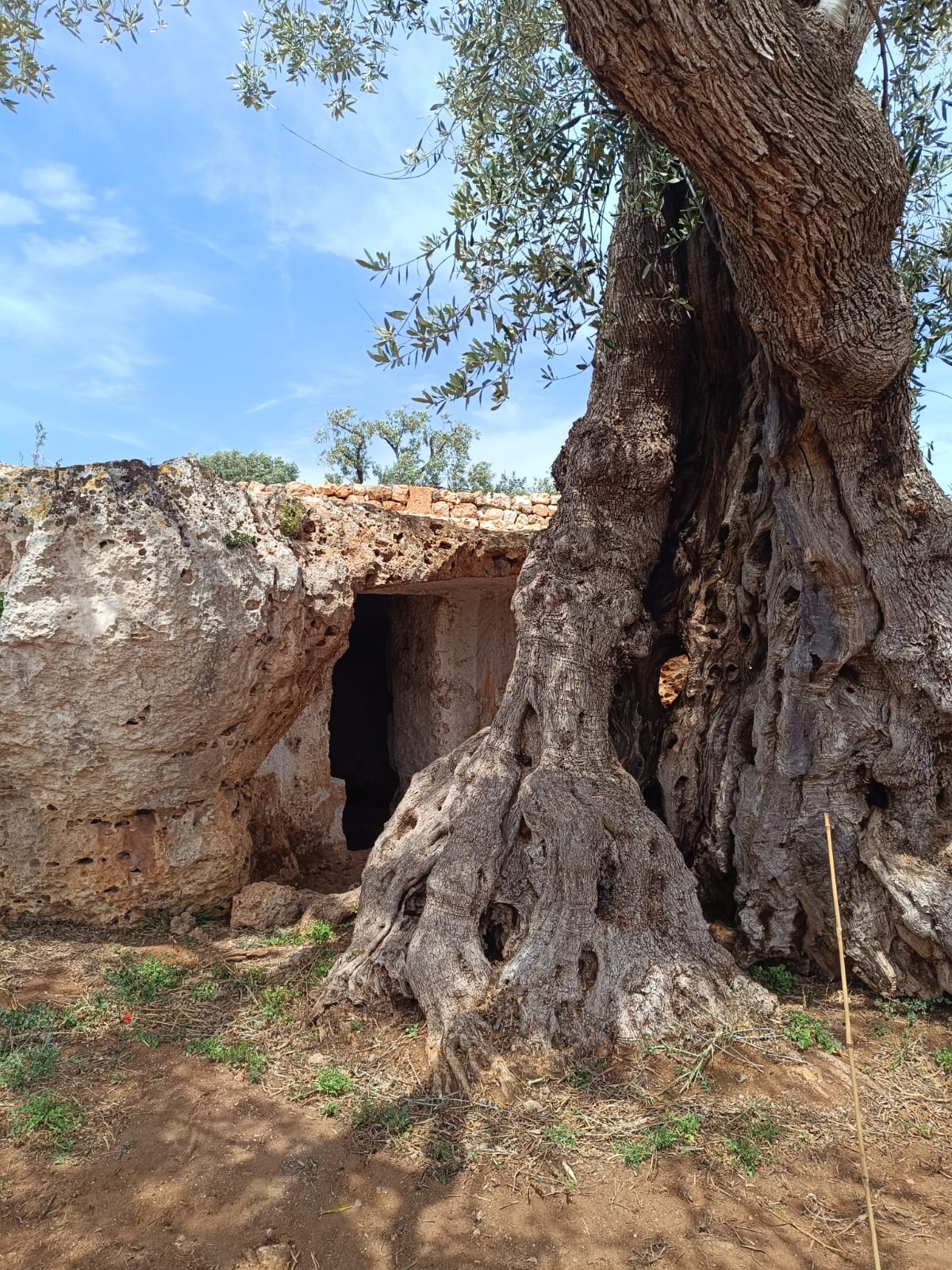 olivo_secolare_e_grotta.jpeg