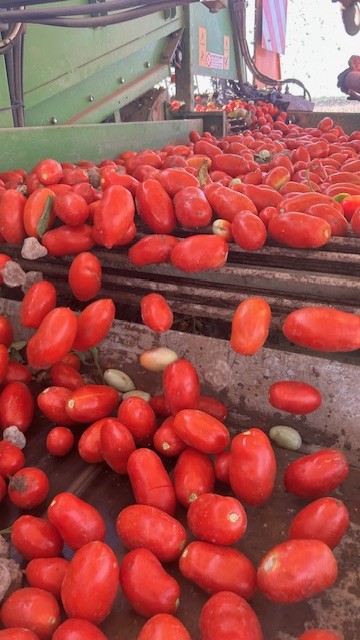 pomodoro_Made_in_Italy_Pesa_grave_incognita_acqua.jpg