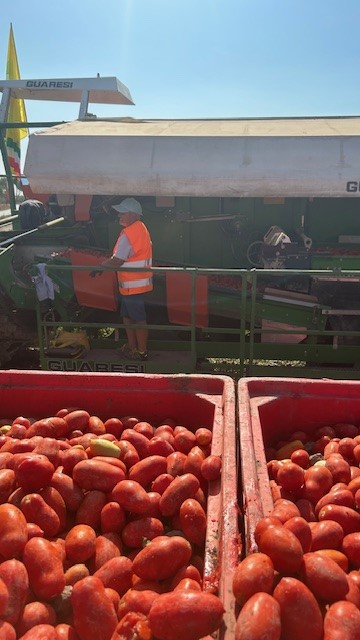 pomodoro_Made_in_Italy_Pesa_grave_incognita_acqua___.jpg