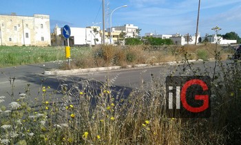 erbacce incrocio via provinciale san pietro - tuturano