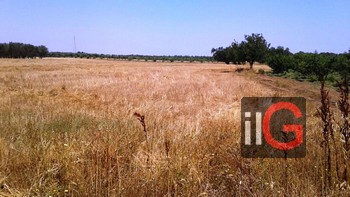 grano trebbiato in contrada Ualano