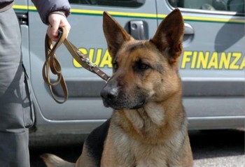 guardia di finanza cane antidroga