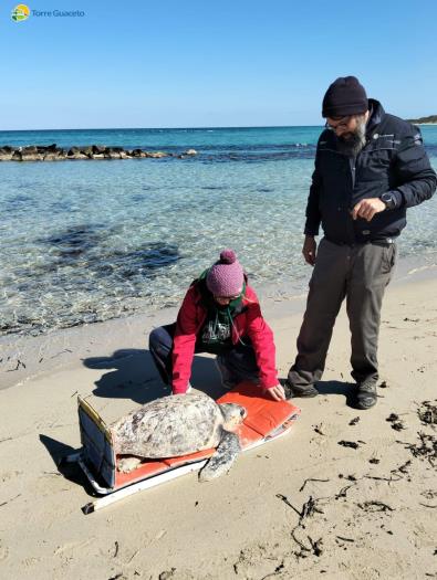 tartaruga_spiaggia_volontari.jpeg