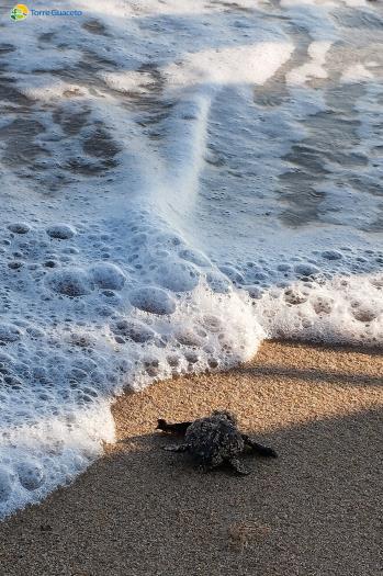 torre_guaceto_tartarughe_caretta_caretta_piccoline_3.jpg