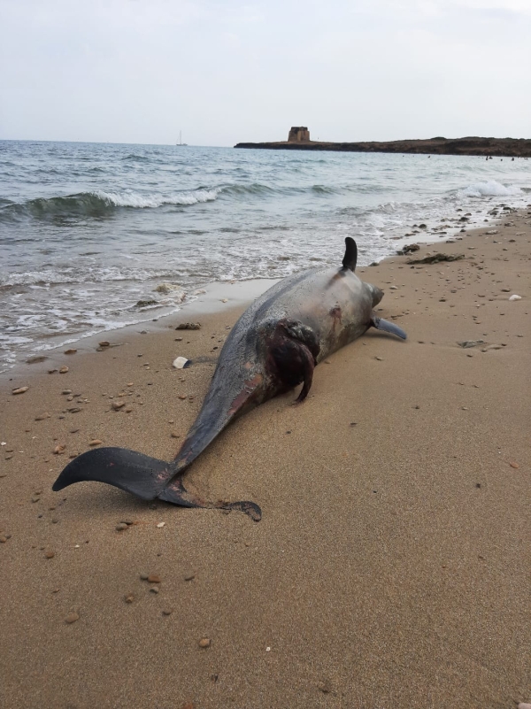 Bagnanti trovano sulla spiaggia un delfino morto