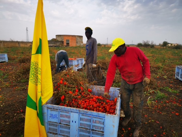 POMODORO: COLDIRETTI PUGLIA, NO AL CONTINGENTE DI CONCENTRATO CHIESTO DA OLANDA