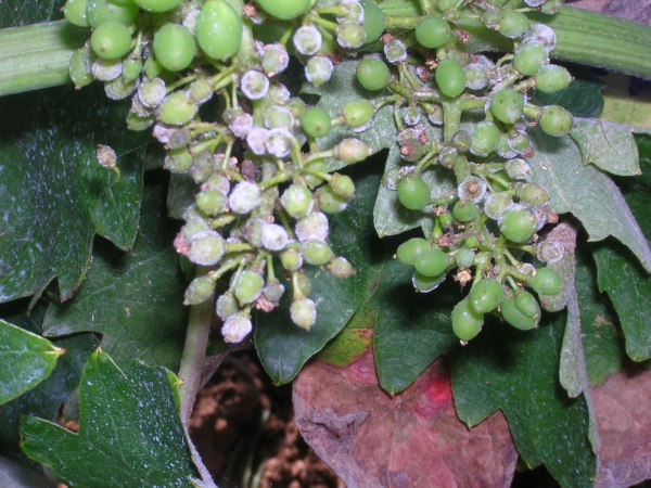 Stato di calamità per Peronospora della vite e danni causati dal maltempo