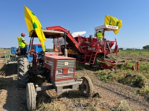 COLDIRETTI PUGLIA, MANCANO NEI CAMPI PUGLIESI 10MILA LAVORATORI