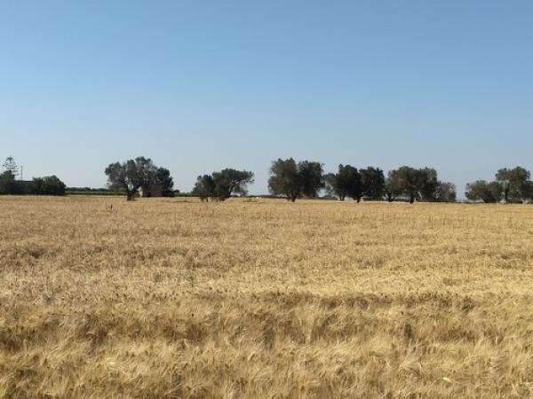 COLDIRETTI PUGLIA, SOLO BUGIE SU DIVIETO DI COLTIVAZIONE GRANO