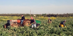 CLIMA: COLDIRETTI PUGLIA, SICCITÀ E SCIROCCO TAGLIANO PRODUZIONE DI CARCIOFI