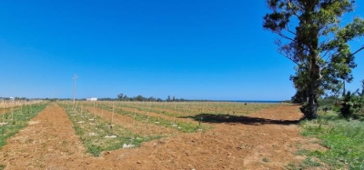 Consorzio di Torre Guaceto e Fondazione Sylva: la riforestazione volano di sviluppo sociale