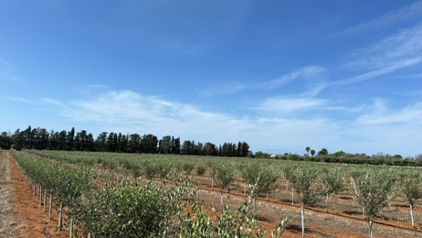 GIORNATA ULIVI: COLDIRETTI PUGLIA, GIÀ 100MILA PIANTE LECCIANA E LECCIO DEL CORNO PER RINASCITA SALENTO