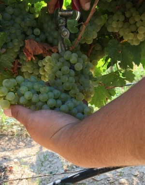 VINO. COLDIRETTI PUGLIA, NON SCARICARE BOOM DEI COSTI SU PRODUTTORI UVA