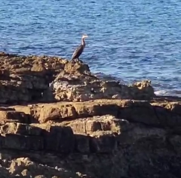 COLDIRETTI PUGLIA, ALLEVAMENTI A RISCHIO CORMORANI