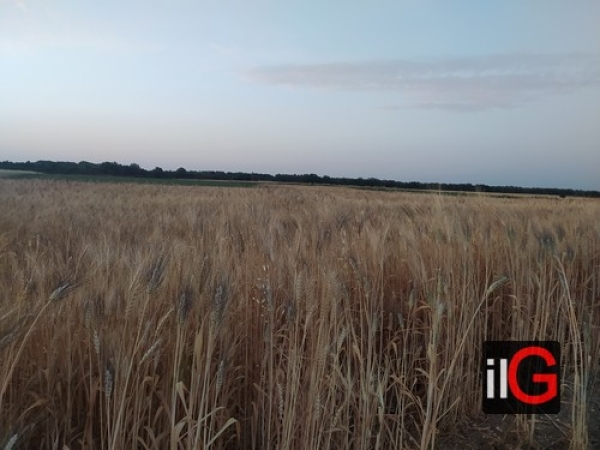 GRANO: COLDIRETTI PUGLIA, BENE PREZZO IN SALITA MA PERCHÉ’ CE NE È POCO