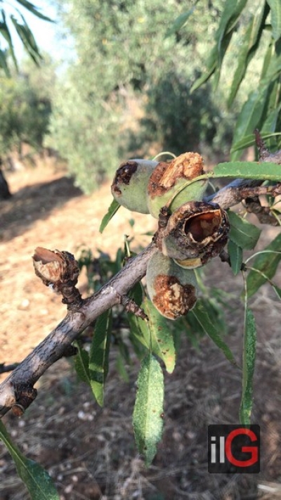 SICCITÀ: COLDIRETTI PUGLIA, MANDORLE SUPERSTITI ORA MINACCIATE DA PAPPAGALLI VERDI