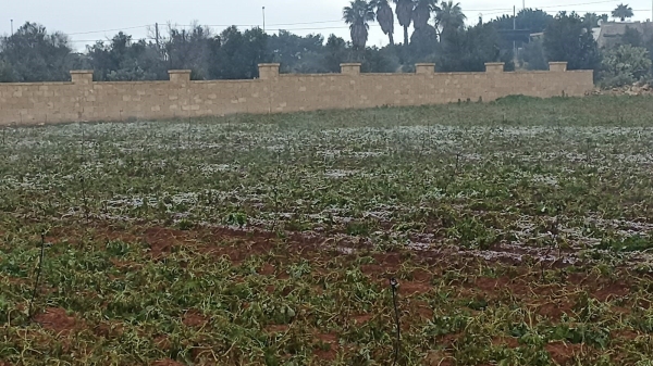 MALTEMPO: COLDIRETTI PUGLIA, PATATE AL GHIACCIO