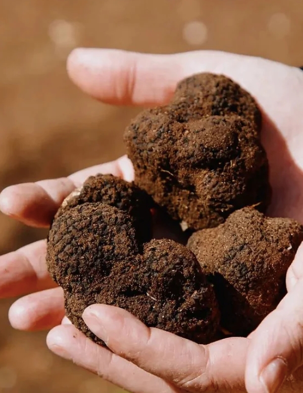 COLDIRETTI PUGLIA, E’ TARTUFO MANIA IN PUGLIA