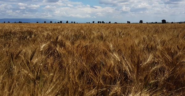 Grano di Puglia, studio Cia per il Durum Days: calo di rese, produzione e redditività