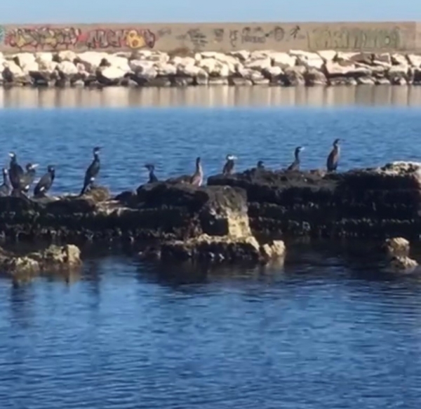 COLDIRETTI PUGLIA, TRIPLICATI CORMORANI IN PUGLIA