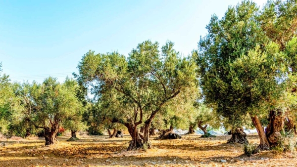 Mesagne. Aiuti alle imprese agricole danneggiate dalla Xylella