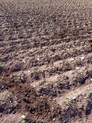 COLDIRETTI PUGLIA, ESERCITO IN CAMPO PER FERMARE INVASIONE CINGHIALI