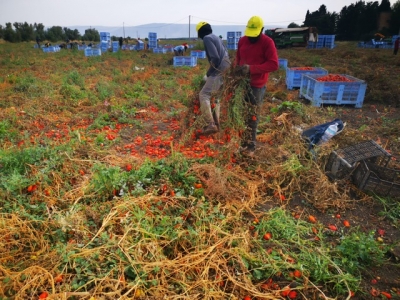 COLDIRETT PUGLIA, CAOS CONTRATTI PER OLTRE 170MILA STAGIONALI