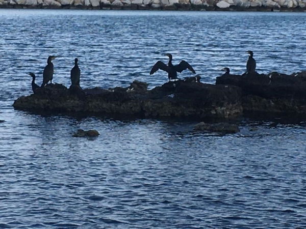 +CLIMA: COLDIRETTI PUGLIA, TRIPLICANO CORMORANI IN PUGLIA