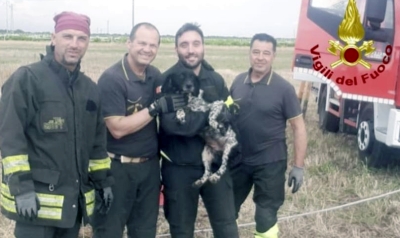 Mesagne. Cane caduto in un pozzo salvato dai vigili del fuoco