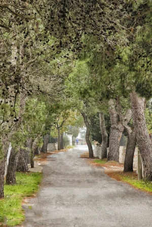 200 nuovi alberi in sostituzione di quelli malati