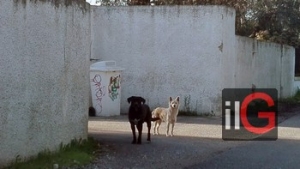 “Benessere animale” mozione di Stellato per realizzare un ospedale veterinario pubblico in ogni provincia della Puglia