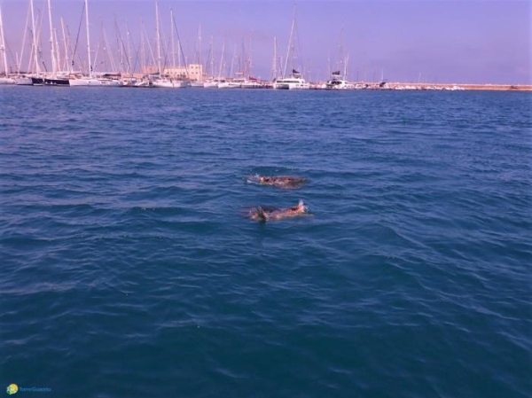 Avvistate tartarughe marine pronte all&#039;accoppiamento, Torre Guaceto: segnalateci i nidi