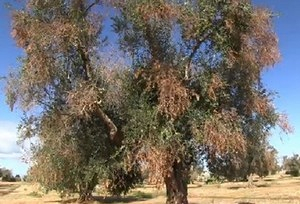 COLDIRETTI PUGLIA, RIGENERATO SOLO 4% OLIVETI COLPITI DALLA PANDEMIA DEGLI ULIVI