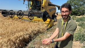 GRANO: COLDIRETTI PUGLIA, PATTO CON GLI AGRICOLTORI CON ‘CEREALE SICURO’