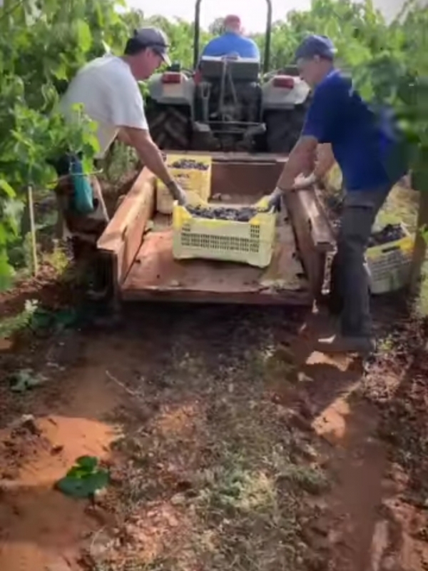 In pieno svolgimento la vendemmia 2021