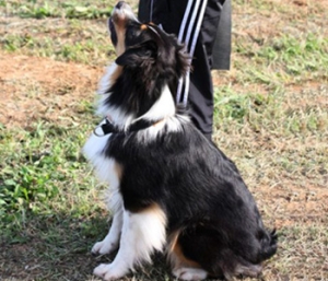 Mesagne e la necessità di avere almeno un Dog Park in città