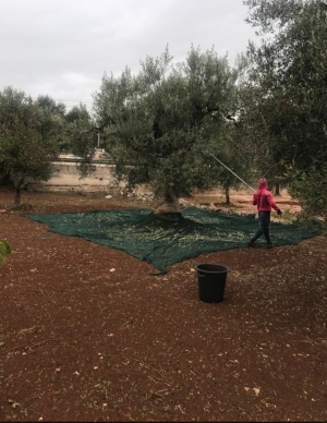 Xylella. Il dibattito curativo resta aperto