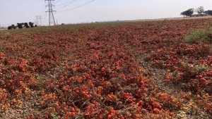 CALDO: COLDIRETTI PUGLIA, PERSO GIÀ IL 20% DEL POMODORO