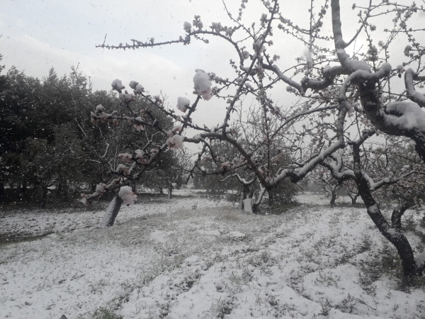 MALTEMPO: COLDIRETTI PUGLIA, NEVICA IN PUGLIA SU MANDORLI IN FIORE (GUARDA IL VIDEO)