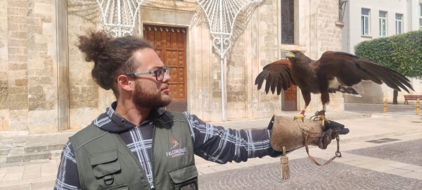 Falconeria e collaborazione dei cittadini: strategie efficaci per contrastare l&#039;invasione dei colombi