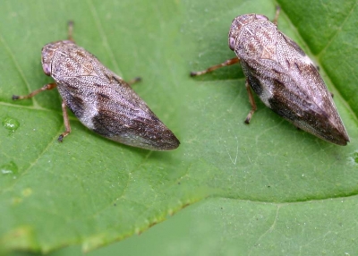 XYLELLA: COLDIRETTI PUGLIA, PRIMI ADULTI DI SPUTACCHINA