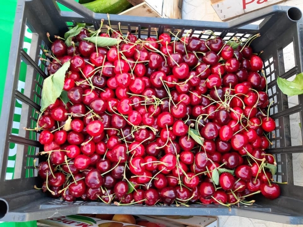 MAGAZZINI CHIUDONO CANCELLI ‘STOP RITIRO’ DELLE CILIEGIE; CROLLO PREZZI A 1/1,20 EURO AL KG