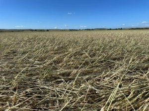 SOS GRANDINE SU GRANO DOPO CALDO RECORD E SICCITÀ