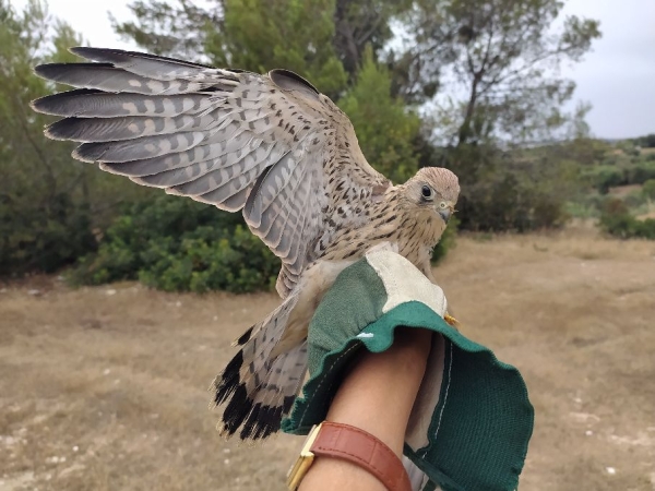 LIBERATI GLI ULTIMI FALCHI GRILLAI CURATI NEL CENTRO FAUNA SELVATICA DELLA PROVINCIA