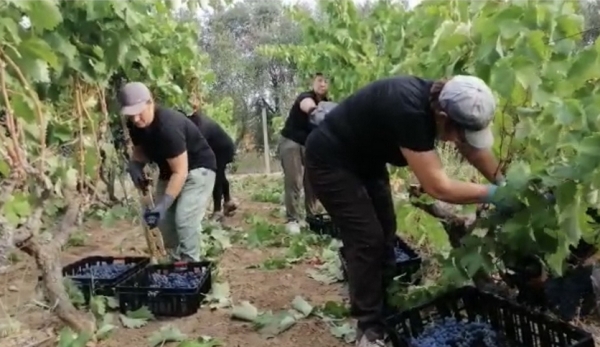 Mesagne. Al top la vendemmia 2020